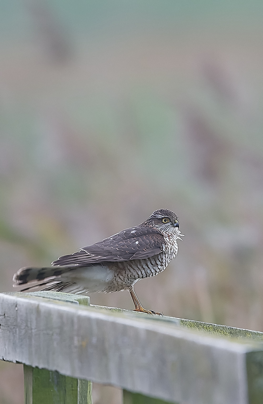 CleySparrowHawk021222-1-NEF_DxO_DeepPRIME
