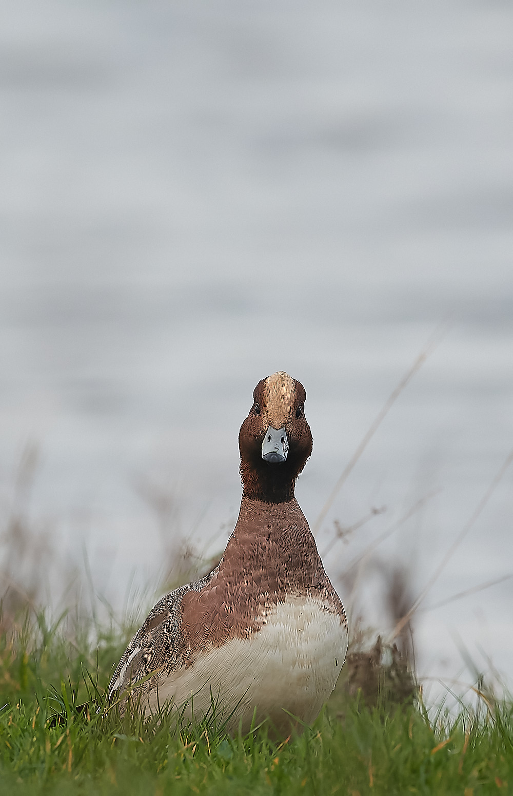 CleyWigeon011222-1-NEF_DxO_DeepPRIME