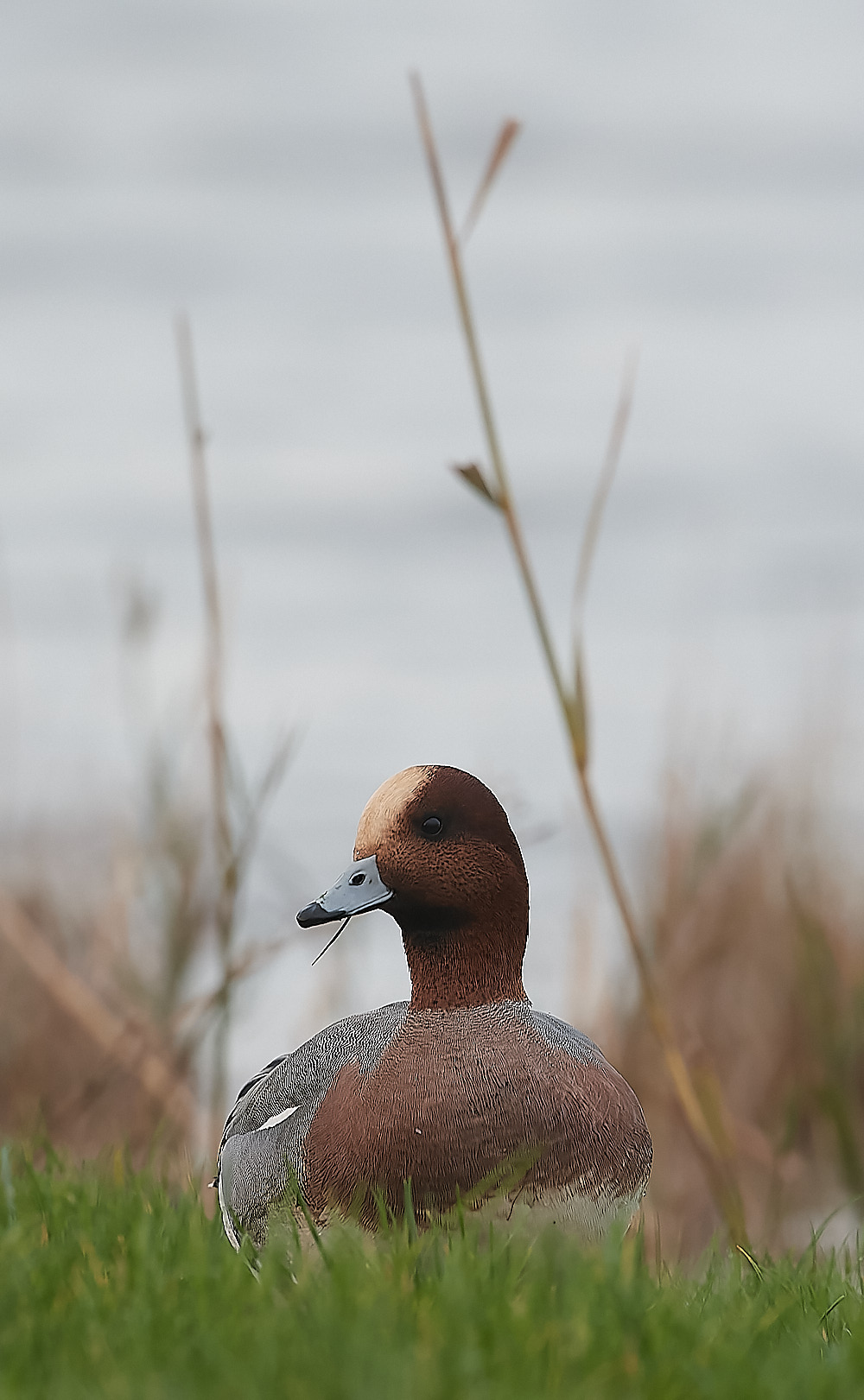 CleyWigeon011222-2-NEF_DxO_DeepPRIME