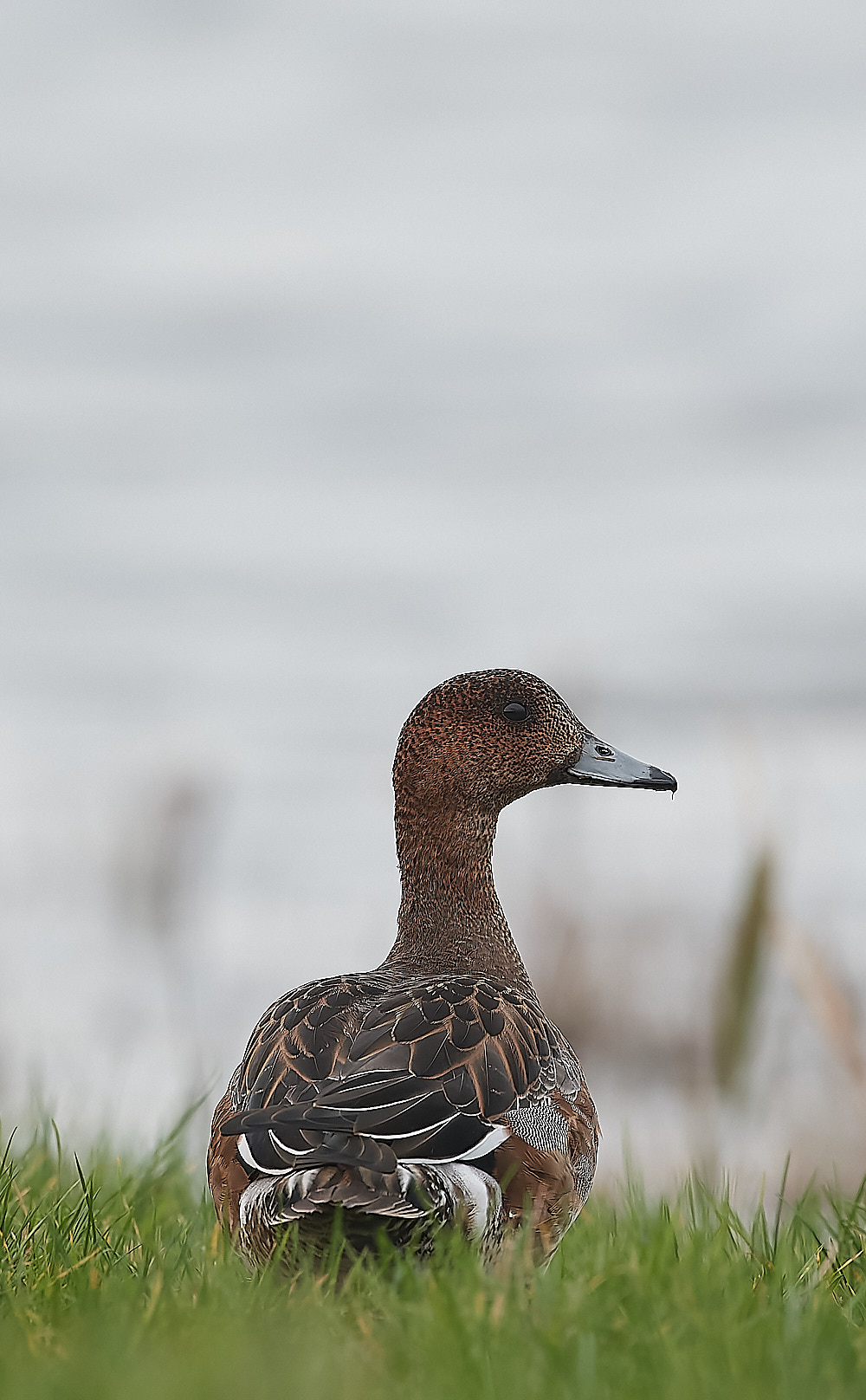 CleyWigeon011222-3-NEF_DxO_DeepPRIME