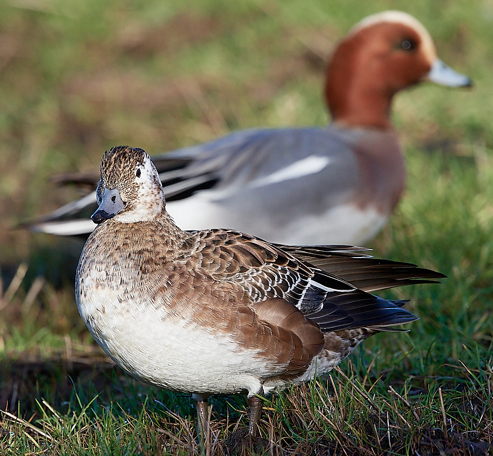 Cleywigeon241222-3