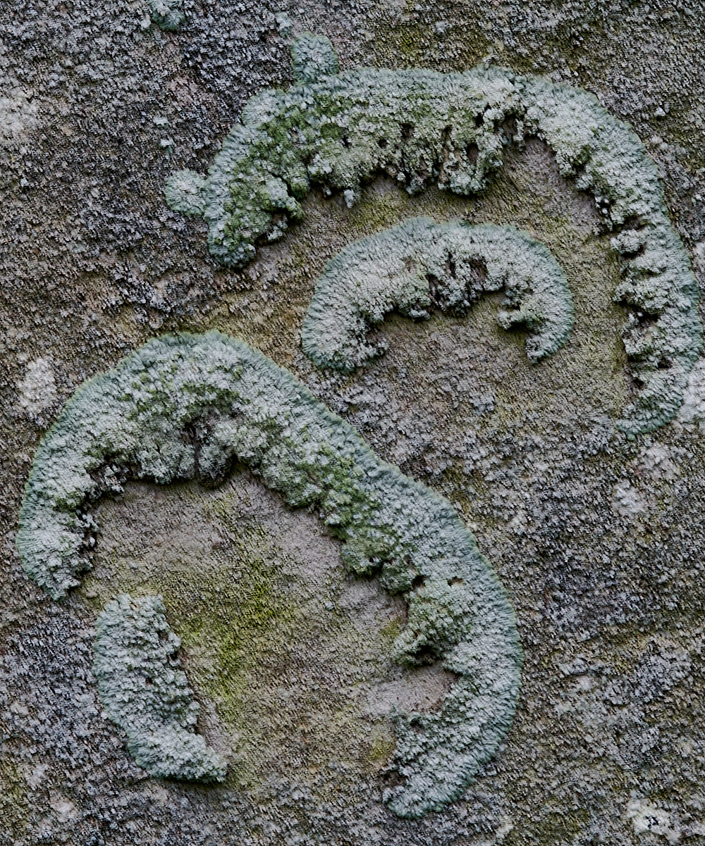 DersinghamChurchyardLichen291122-1