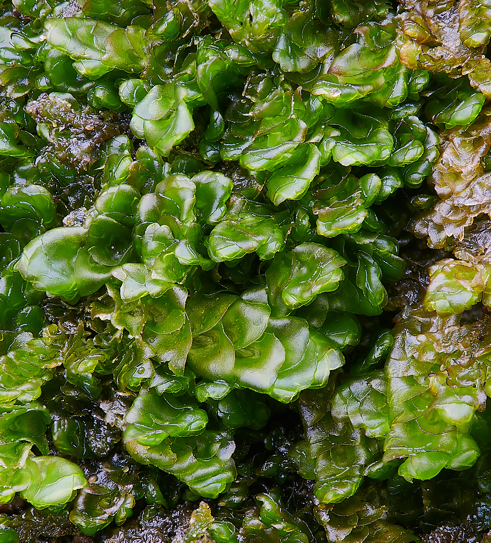 DersinghamChurchyardPplatyphyla291122-1