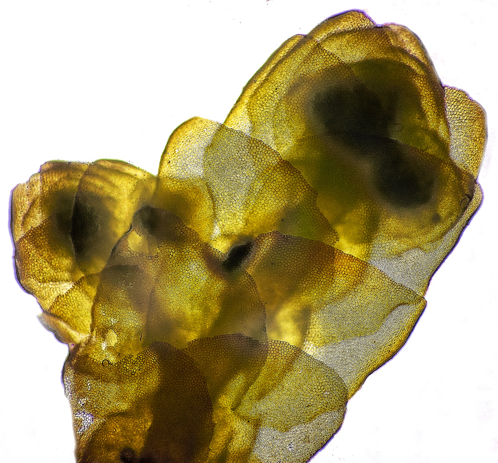 DersinghamChurchyardPplatyphylla011122-2