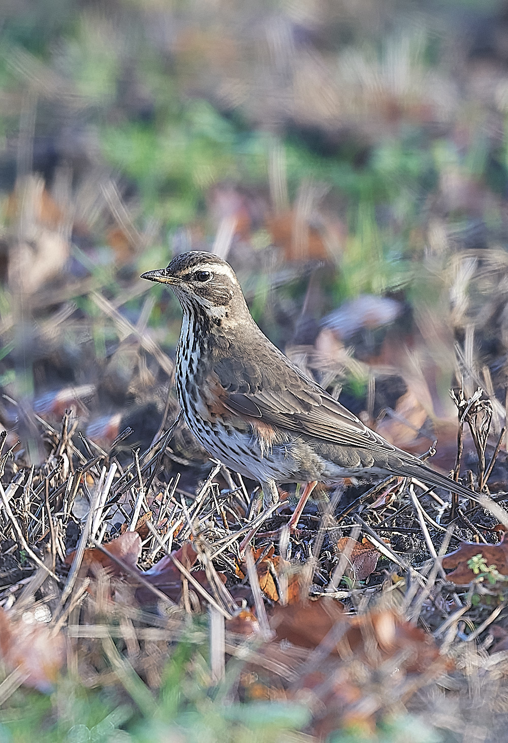 ErpinghamRedwing241122-1-NEF_DxO_DeepPRIME