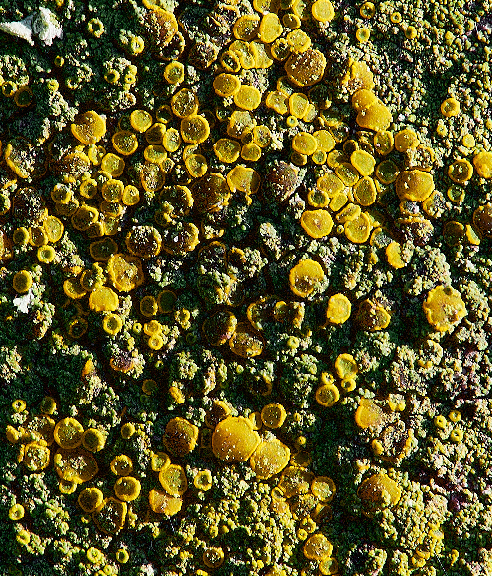 GlandfordLichen1171222-1