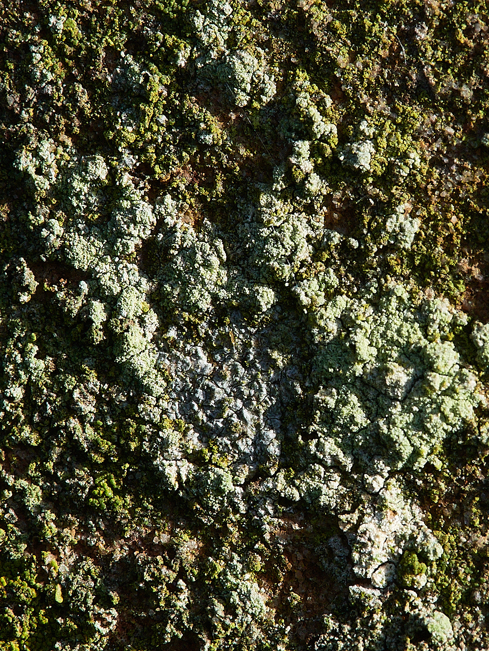 GlandfordLichen2171222-1