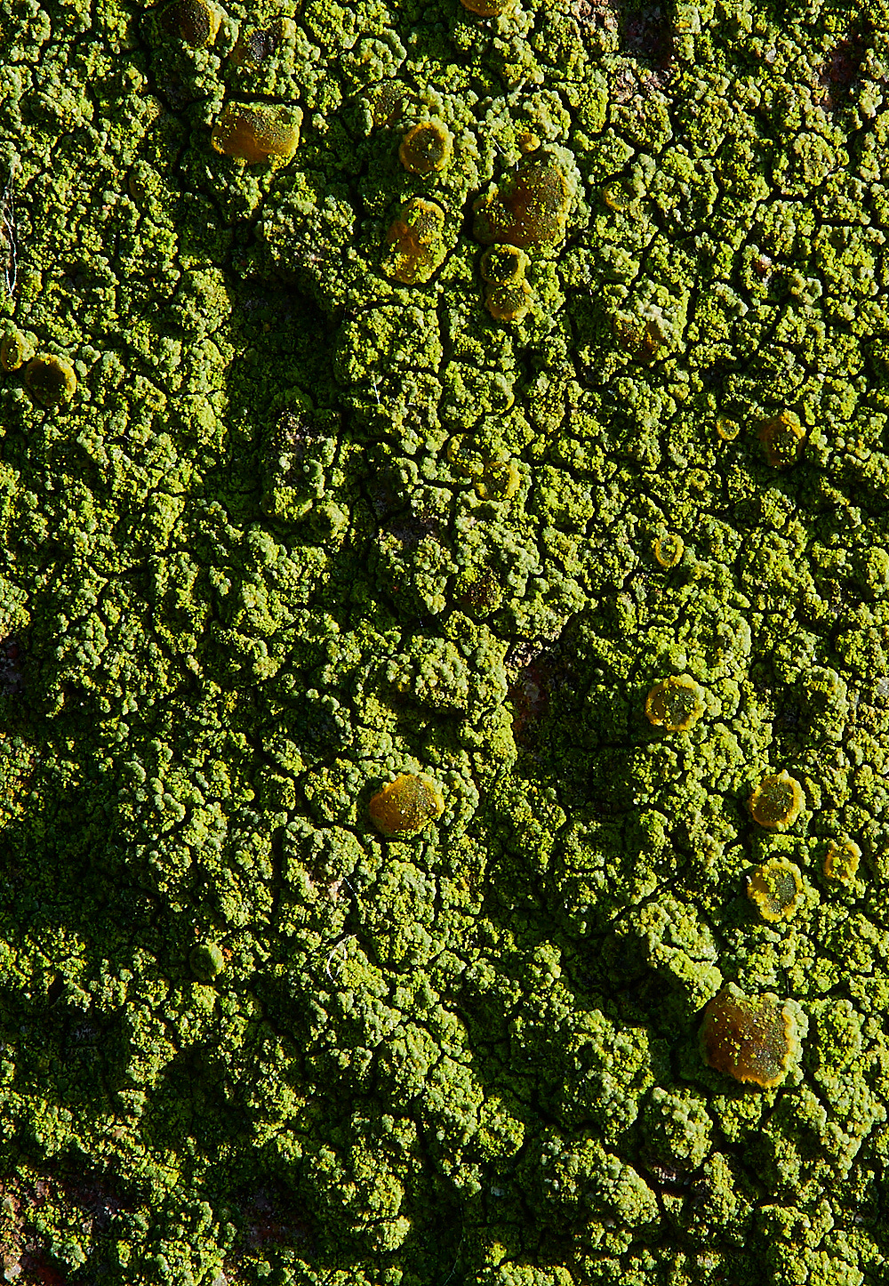 GlandfordLichen3171222-1