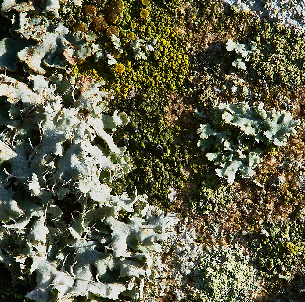 GlandfordLichen6191222-1