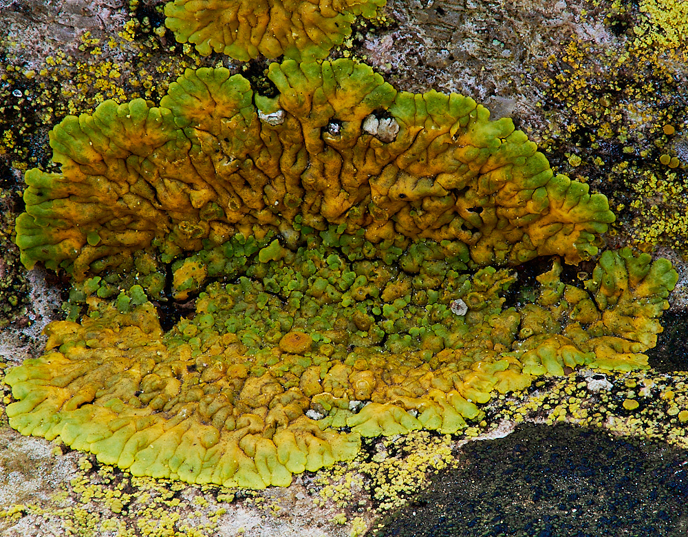 GlandfordLichen8191222-1