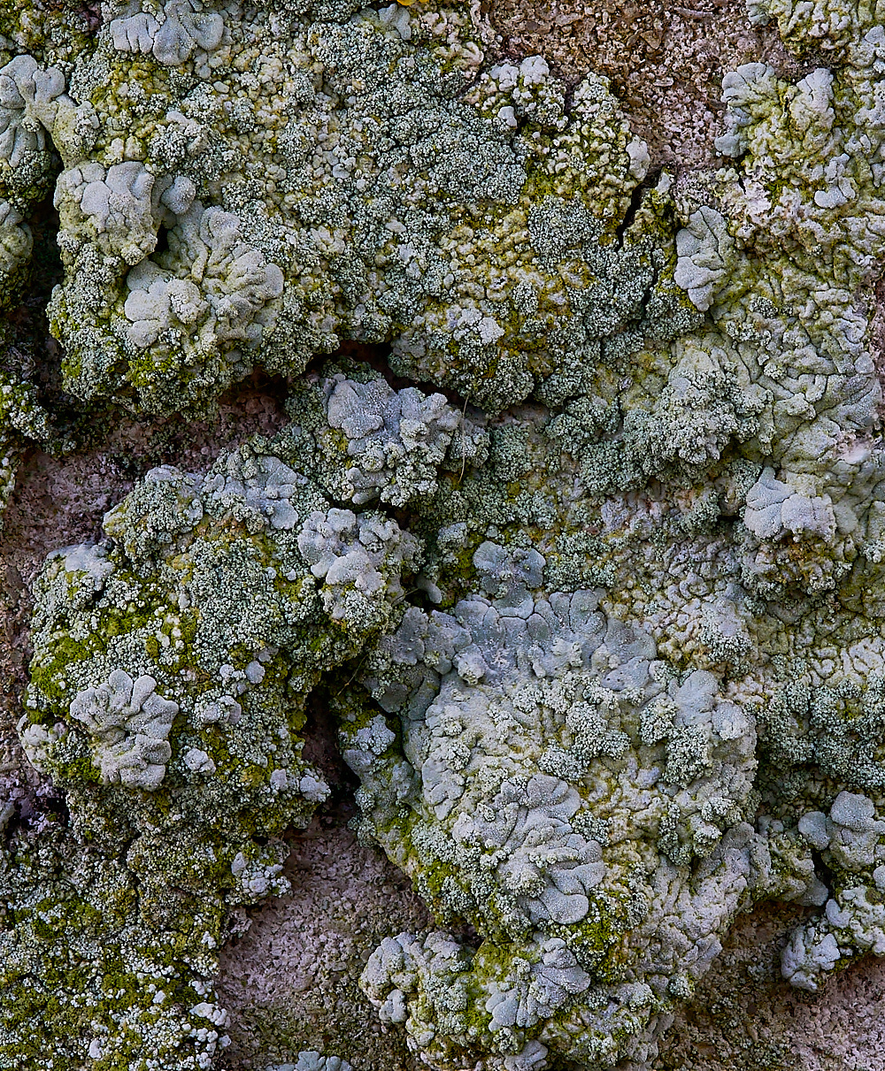 GlandfordLichen9191222-1