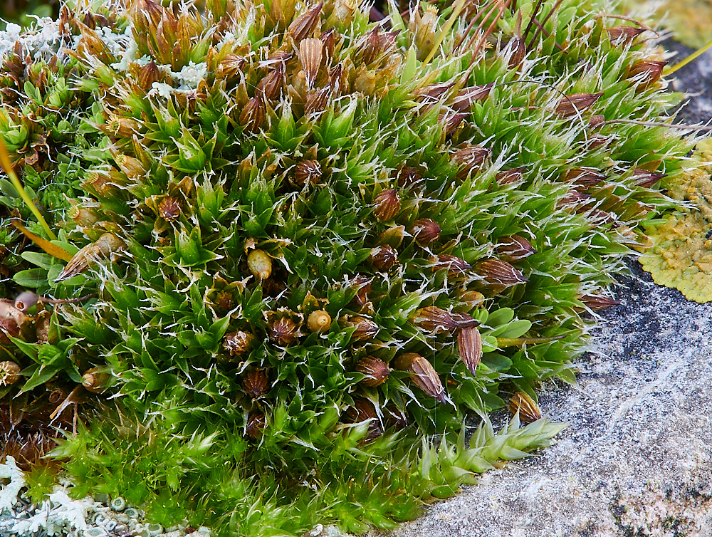 GlandfordMoss191222-