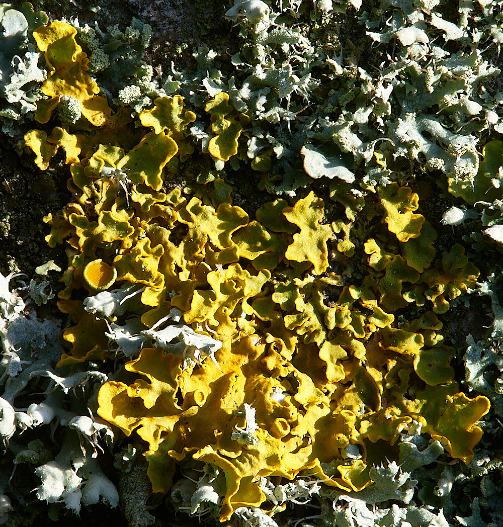 GlanfordLichen5191222-1