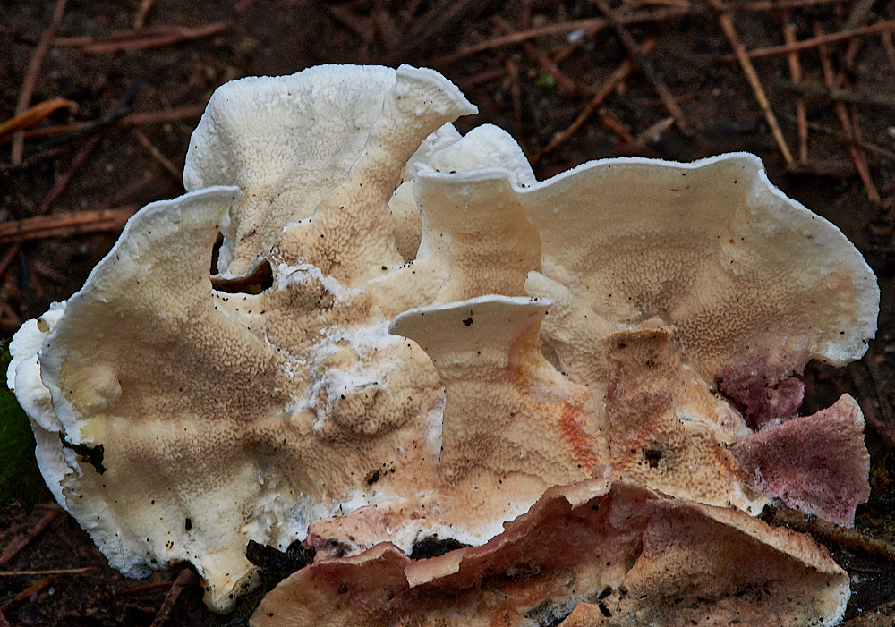 LabyBeltNettedCrust311222-1