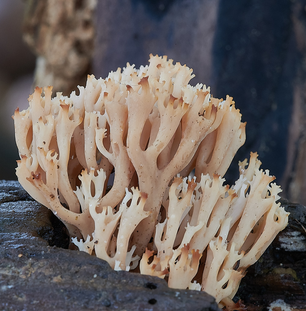 LadyBeltCoralSp311222-1-NEF_DxO_DeepPRIME