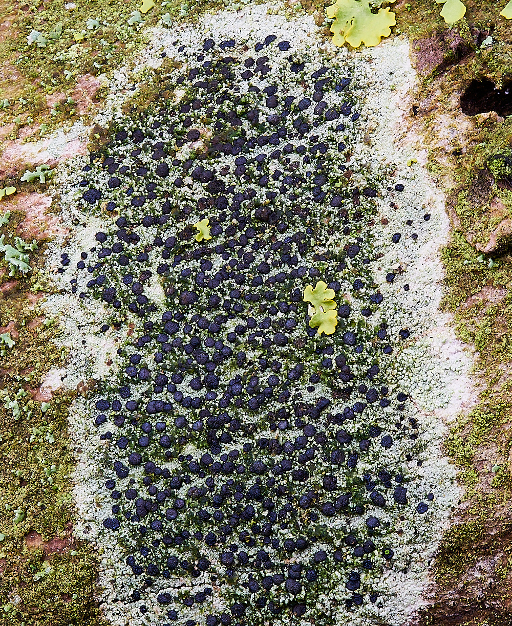 LadyBeltLichen2311222-1