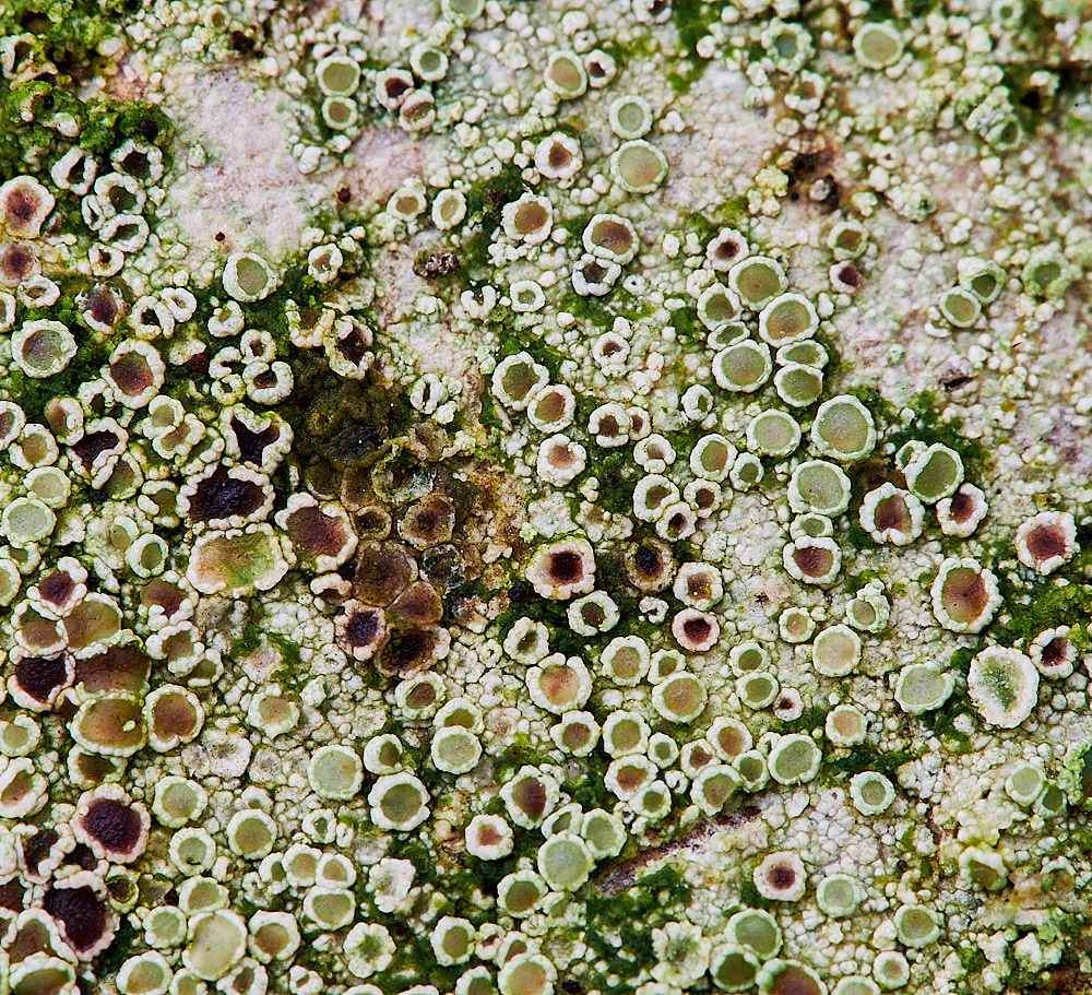 LadyBeltLichen311222-2