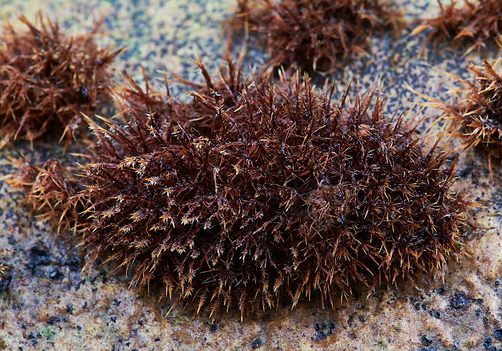 LadyBeltRedRug311222-1