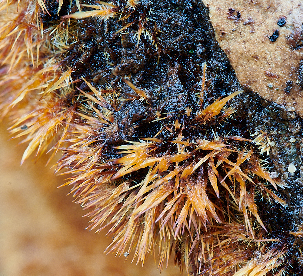 LadyBeltRedRug311222-4