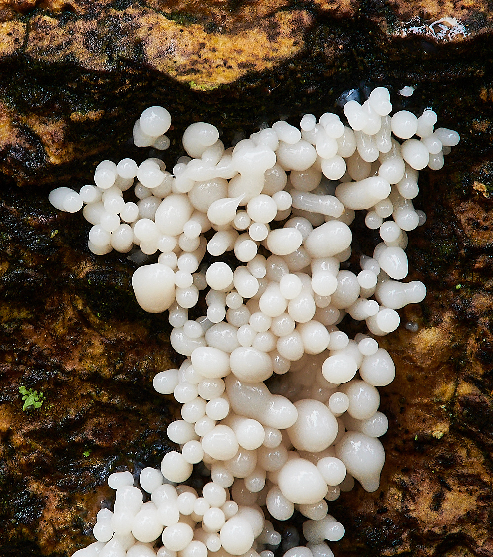 LadyBeltSlimeMold311222-1