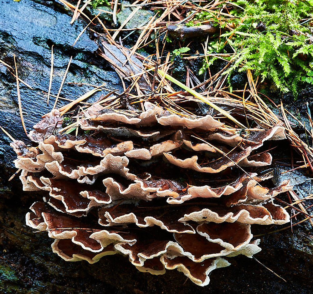 LadyBeltTurkeyTail311222-1