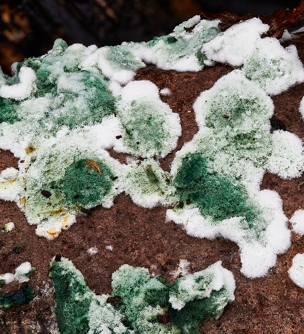 LadyBeltTviridis311222-2