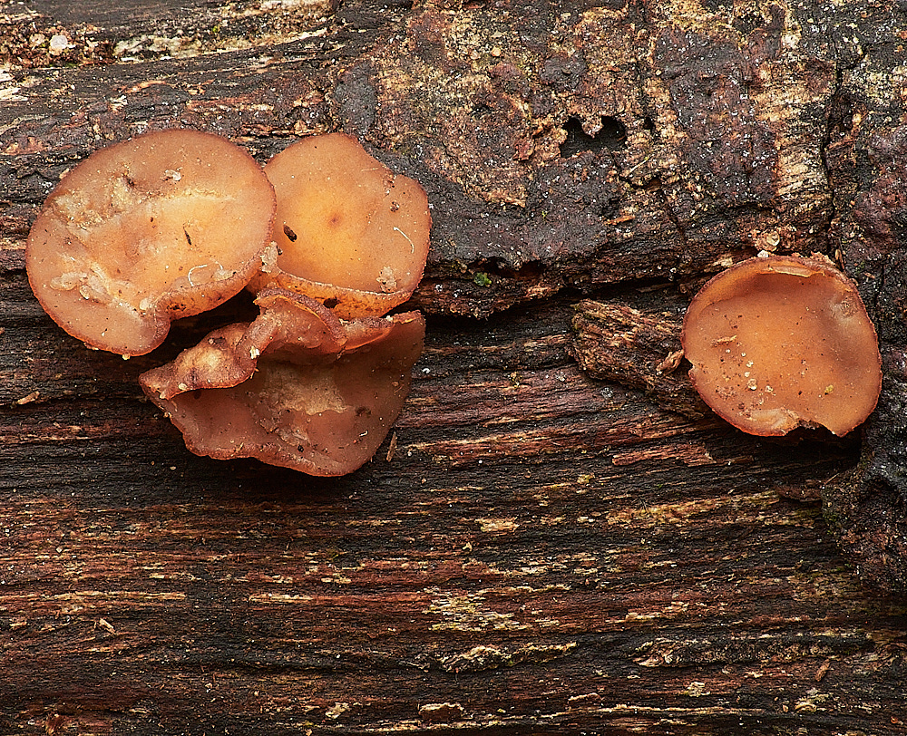 LadyBeltWoodBrownCup311222-2