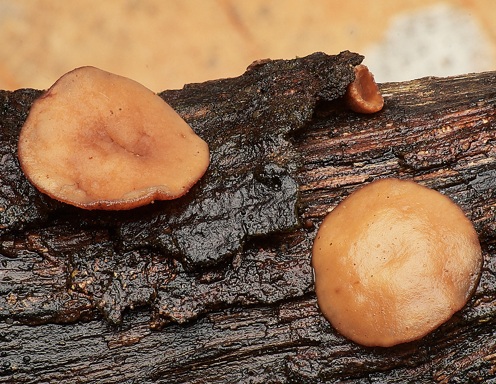 LadyBeltWoodBrownCup311222-3