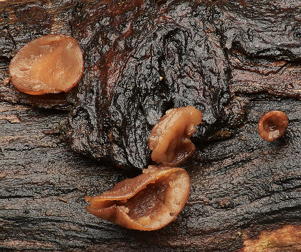 LadyBeltWoodBrownCup311222-4