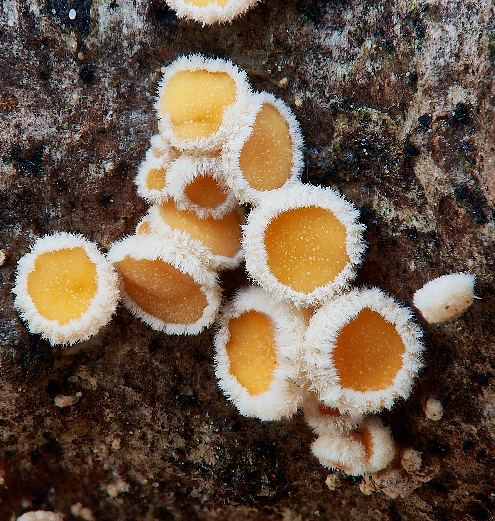 LadyBeltWoodLarchDisco290123-1