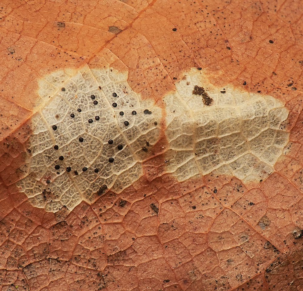 LadyBeltWoodLeaf311222-1