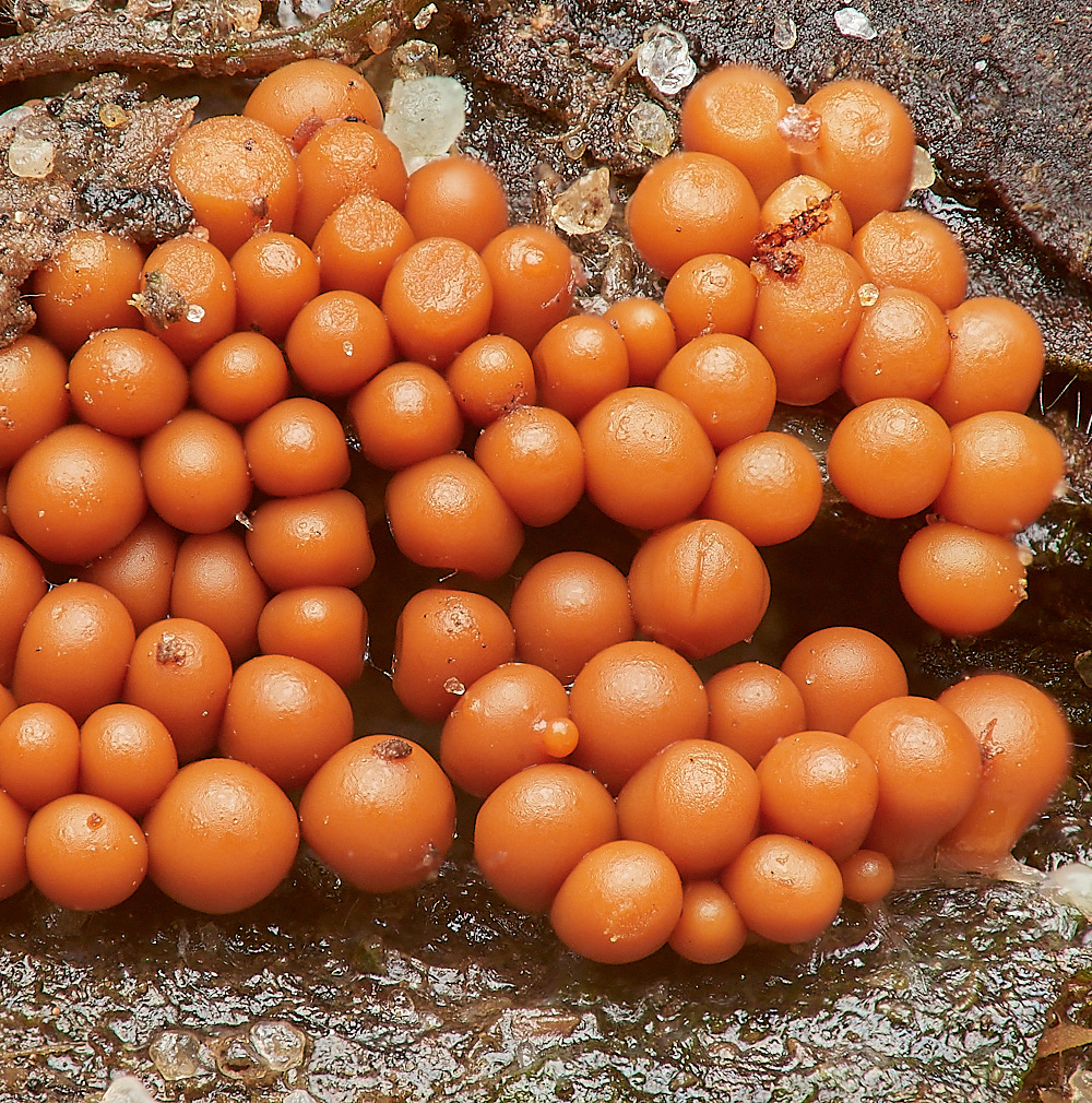 LadyBeltWoodSlimeMold2311222-1