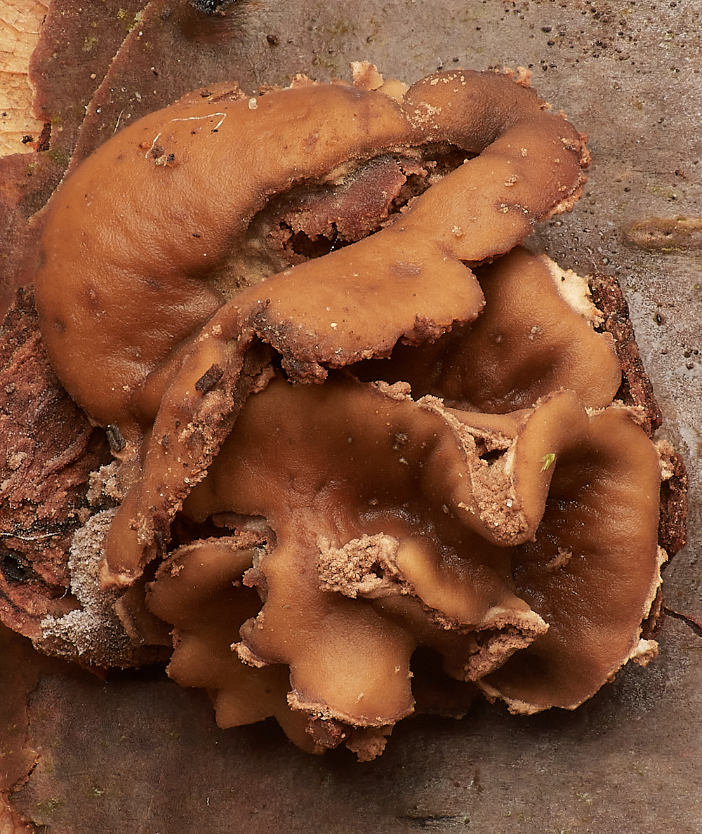 LadyBeltWoodSpringHazelCup311222-1