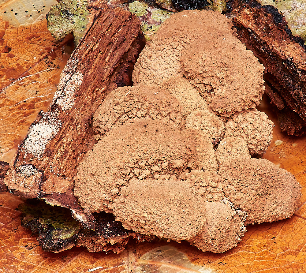 LadyBeltWoodSpringHazelCup311222-4