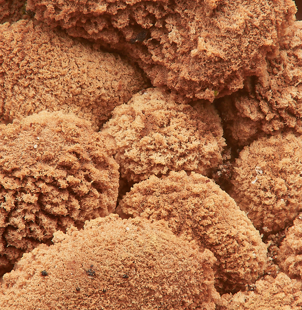 LadyBeltWoodSpringHazelCup311222-5