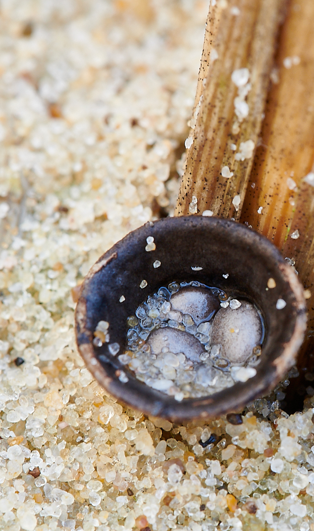 NorthDenesBird'sNest191122-1