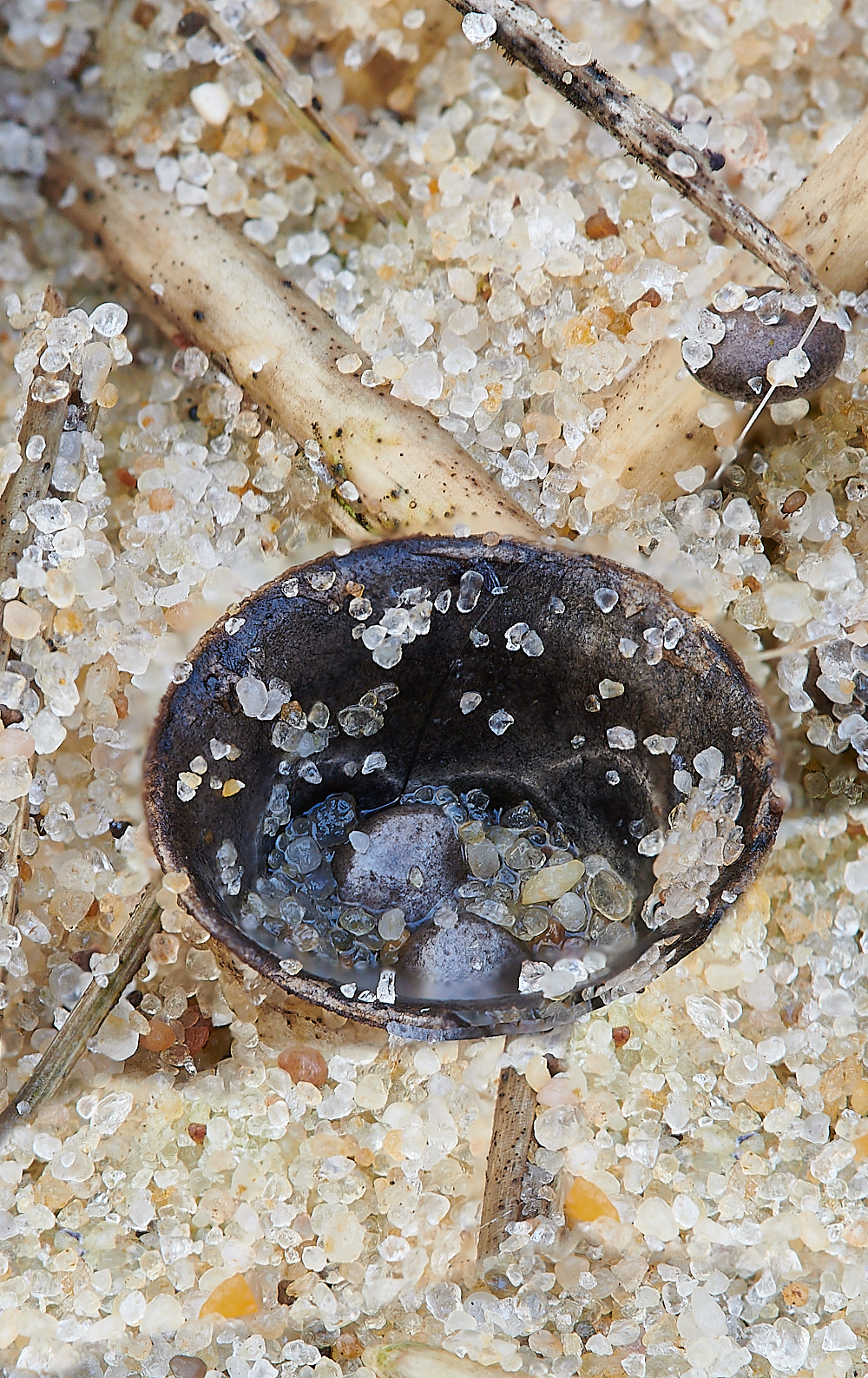 NorthDenesBird'sNest191122-2 1