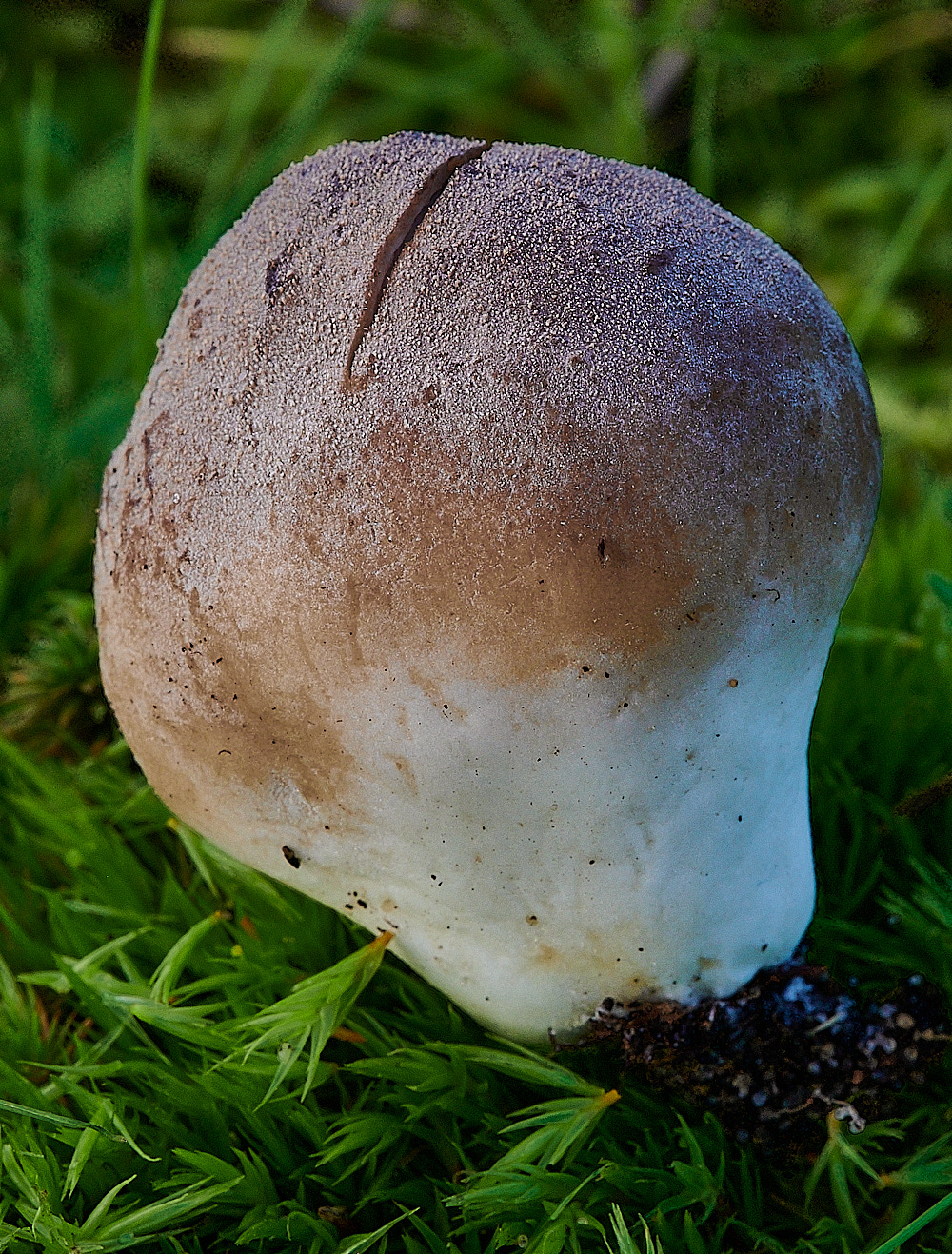 NorthDenesBplumbea191122-1