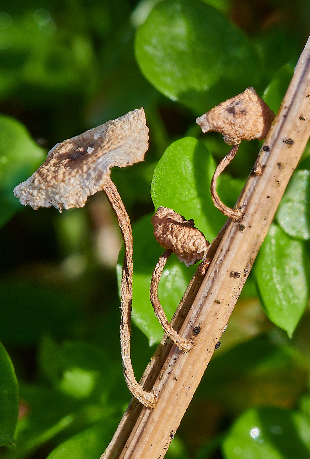 NorthDenesCscabella191122-1