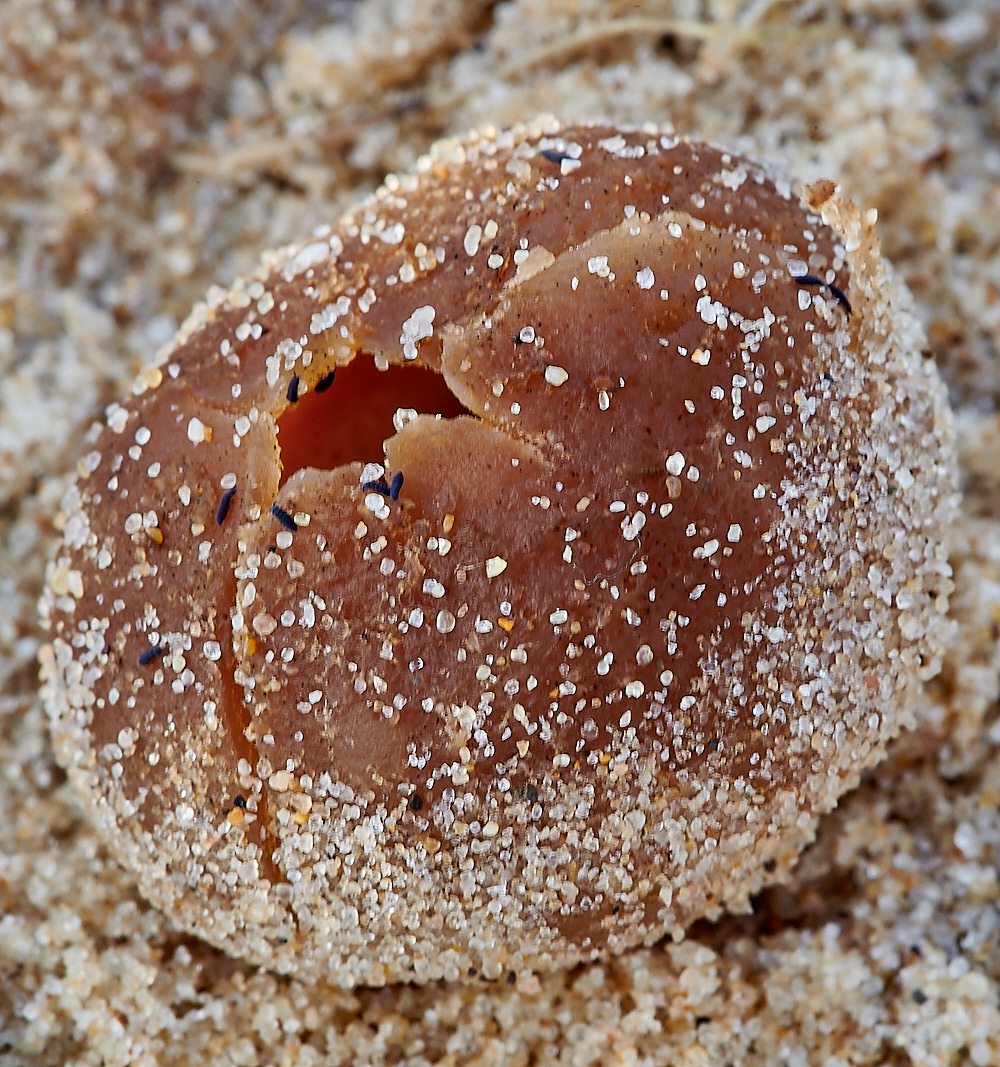 NorthDenesDuneCup191122-1