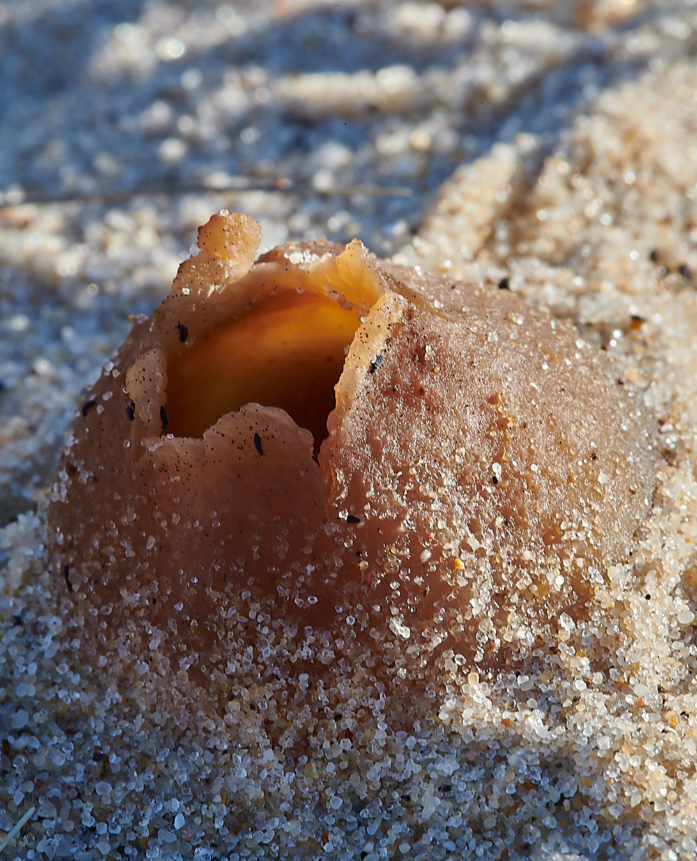 NorthDenesDuneCup191122-3