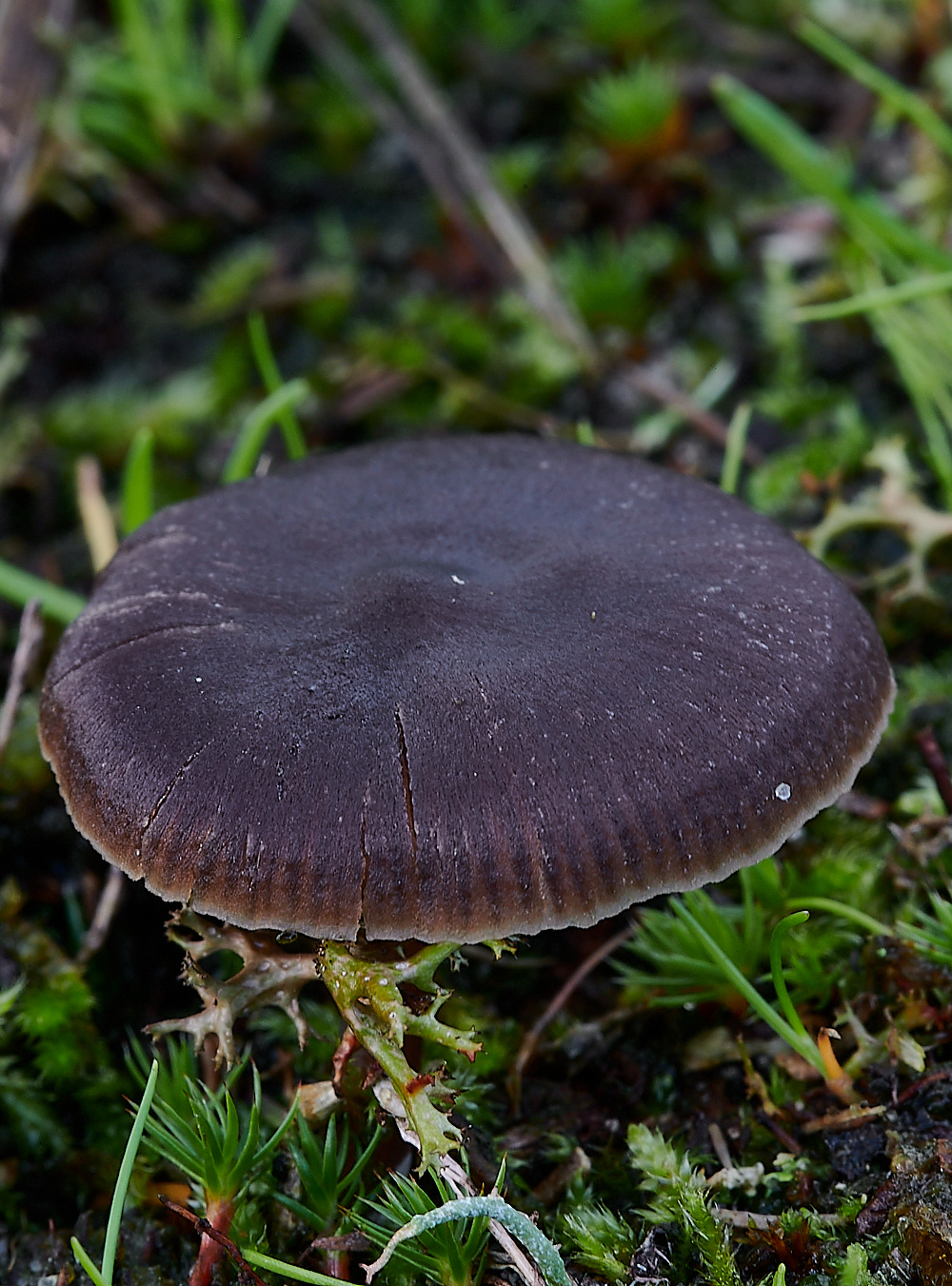 NorthDenesEntolomaSp191122-1