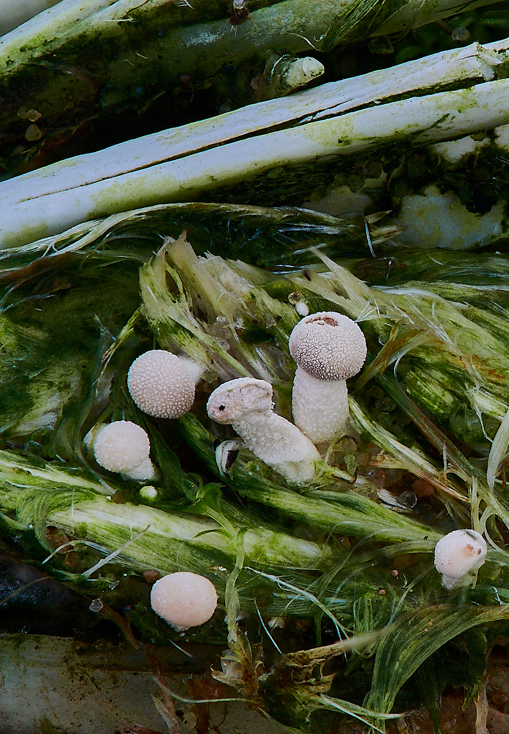 NorthDenesFeatherStalkball191122-1