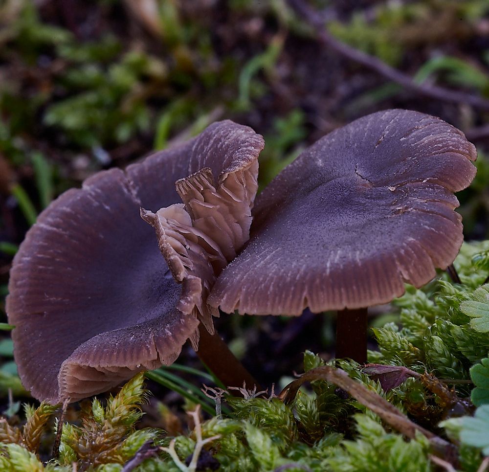 NorthDenesFungus1191122-1