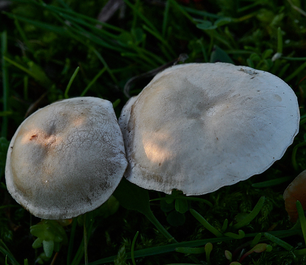 NorthDenesFungus2191122-1