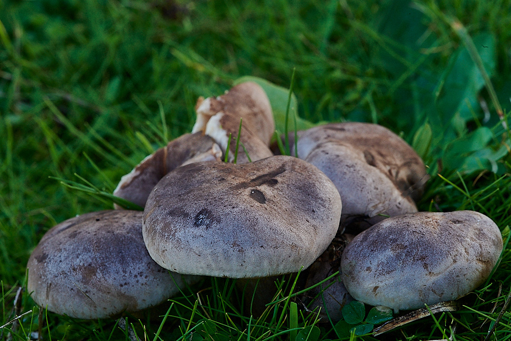 NorthDenesFungus4191122-1