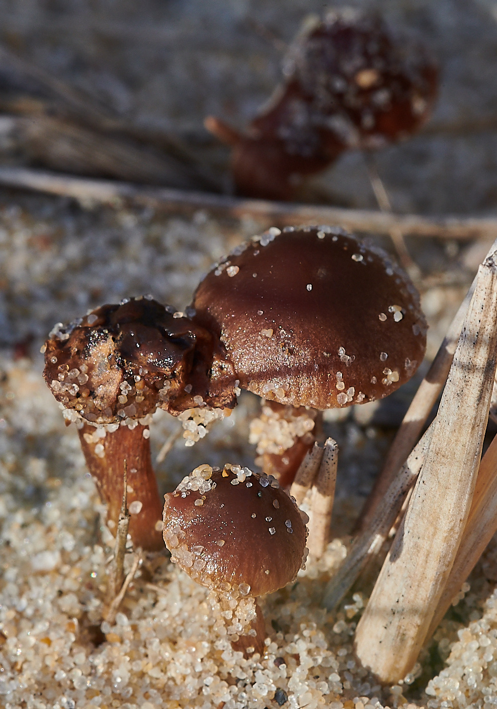 NorthDenesFungus5191122-1