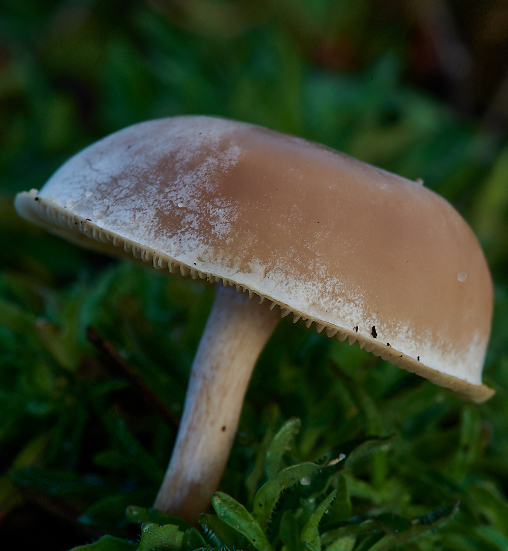 NorthDenesFungus6191122-1