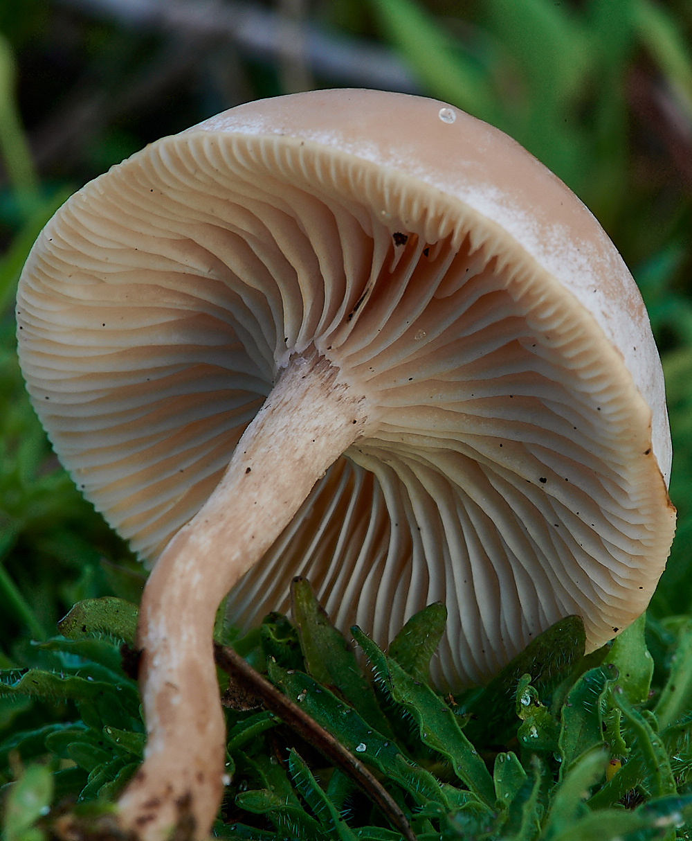 NorthDenesFungus6191122-2