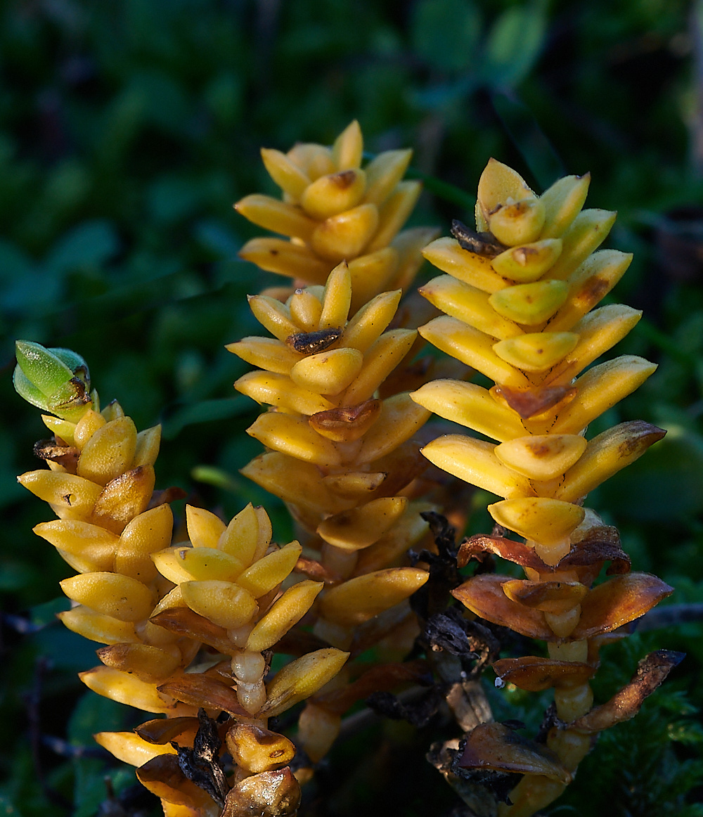 NorthDenesHpeploides191122-1 2